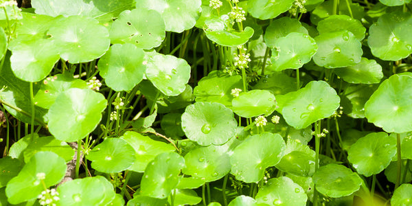 Centella Asiatica for Healthier Skin: Benefits and Uses