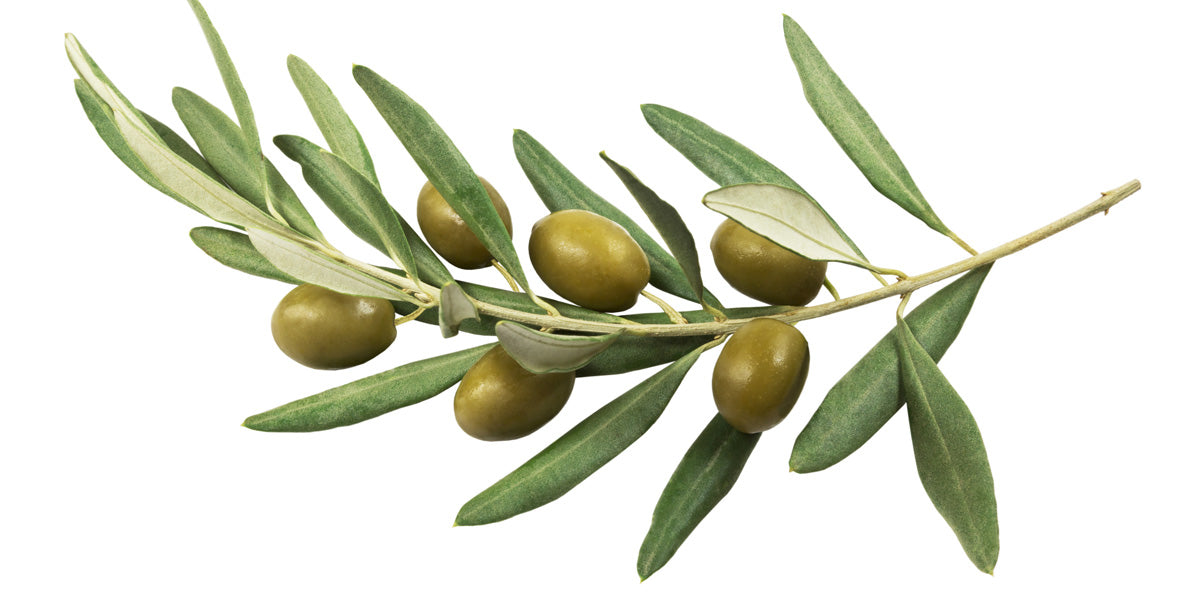 Squalane (Olive Oil) - Meder Beauty International