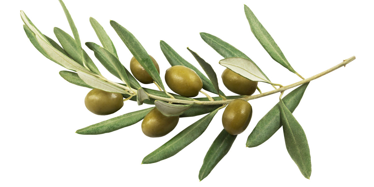 Squalane (Olive Oil)